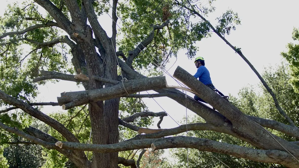 Professional Crown Thinning performed by certified arborists in Solomon