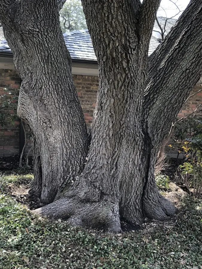 Mature heritage tree close to a Solomon property cared for by certified arborists