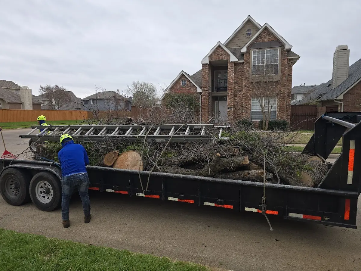Expert Tree Removal with proper safety equipment in Solomon